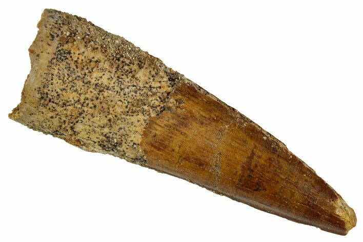 Fossil Spinosaurus Tooth - Real Dinosaur Tooth #354802